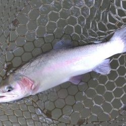 ベストシーズンのはずだが ～大安トラウトレイク～